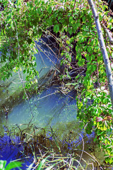 Leaves of wild grapes and water