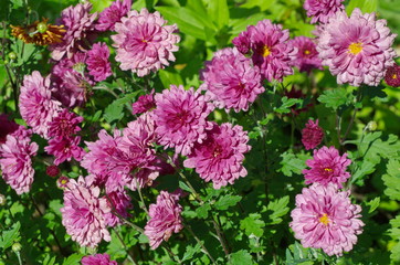 Pink chrysanthemums in the garden on a summer day