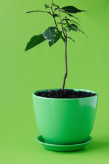 Plant in the pot on green background