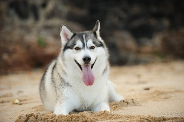 Siberian Husky dog outdoor portrait lying down on sand beach