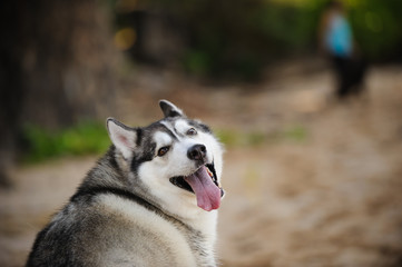 Siberian Husky dog outdoor portrait looking back © everydoghasastory