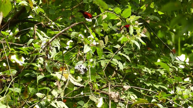 Pair of Crimson-Backed Tanager (Ramphocelus Dimidiatus) in jungle