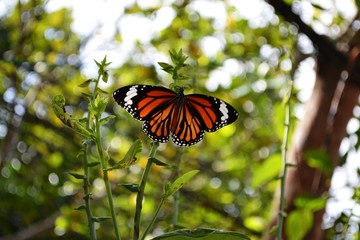 Butterfly / Schmetterling