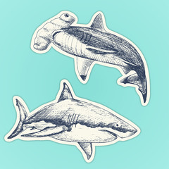 Set of hand drawn sharcks. Vector illustration of White shark and Hammerhead shark. Stickers set