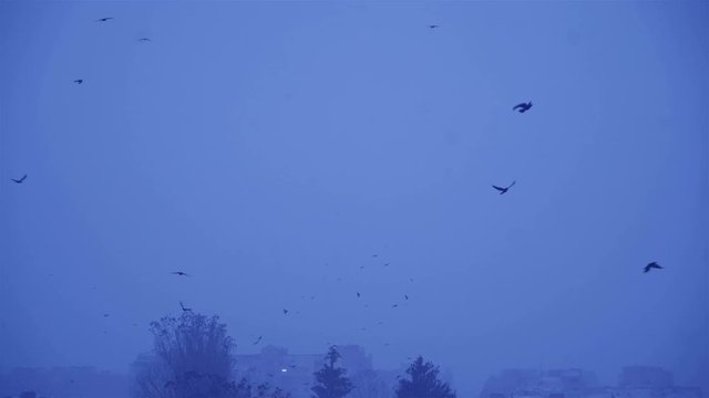 Flock of birds in the gloomy sky. Cold winter evening