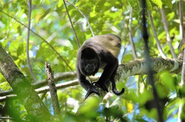 Monkey of Costa Rica