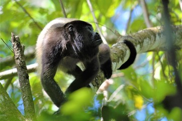 Monkey of Costa Rica
