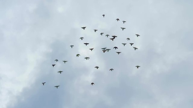 Flock of pigeons flying in cloudy sky. Slow motion shot