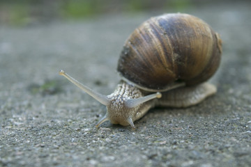 grape snail on the road