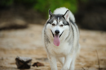 Naklejka na ściany i meble Siberian Husky dog outdoor portrait panting on beach