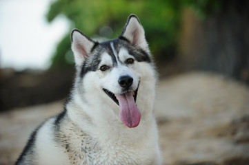 Siberian Husky dog outdoor portrait at beach