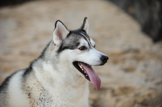 Siberian Husky dog outdoor portrait at beach
