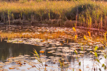 Autumn sunset on a pond with water lilies in Medoc region near Bordeaux France