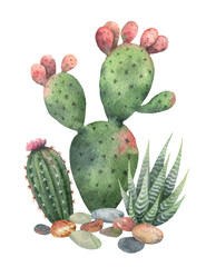 Watercolor vector collection of cacti and succulents plants isolated on white background.