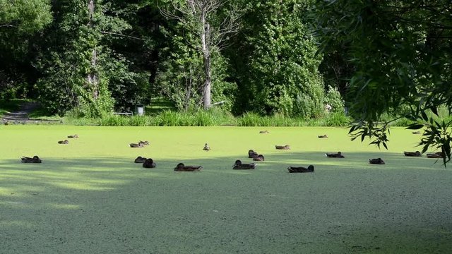 Overgrown pond / Ducks swim in a city pond whose surface is completely covered with green slime
