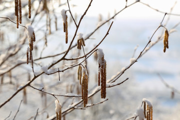 Spring / Earrings on Trees