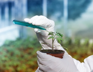 Biologist pouring chemicals in pot with sprout