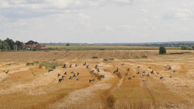 Flock of pegions takes wing from a cutted goldish farming field