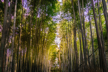 Landscape of bamboo forest up angle view in Kyoto old town, Travel and amazing in Japan.