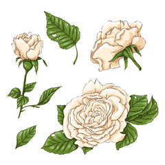 Set of red rose flower, bud and leaves. Isolated on white vector illustration