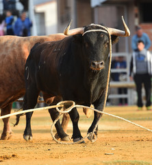 bull in spain
