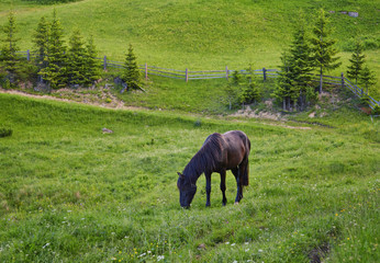 Naklejka premium Horse on a summer pasture