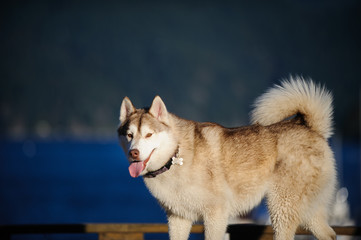 Siberian Husky dog outdoor portrait against blue water