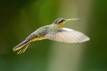 birdy