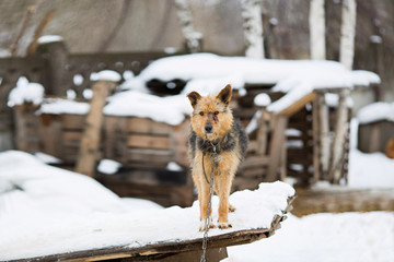 homeless a dog in an animal shelter, waiting for a home