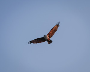 Brahminy kite, Haliastur indus