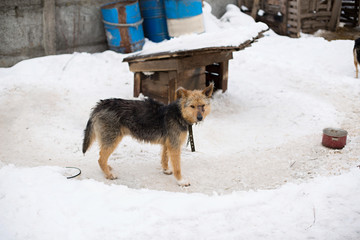 homeless a dog in an animal shelter, waiting for a home