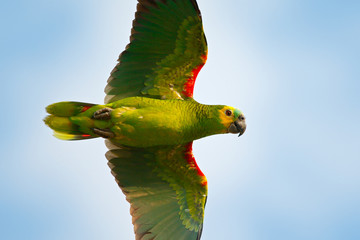 Parrot from Brazil in habitat. Turquoise-fronted amazon, Amazona aestiva, portrait of light green parrot with red head, Costa Rica. Flight bird. Wildlife fly scene from tropic nature, Pantanal.