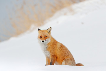 Red fox in white snow. Beautiful orange coat animal nature. Wildlife Europe. Detail close-up portrait of nice fox. Cold winter with orange fur fox. animal in snowy grass meadow, Germany. Cute animal.