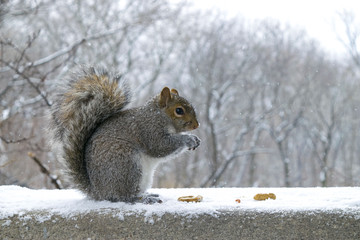 Squirrel in the snow at Central Park in New York City