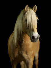 Haflinger © Kottysch.Photography