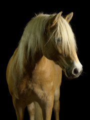 Haflinger