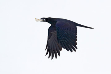 Black bird in white snow. Raven, with blood catch in bill during winter, nature habitat, Sweden. First snow with bird. Winter with big white black raven. Wildlife scene from snowy. Raven fly.