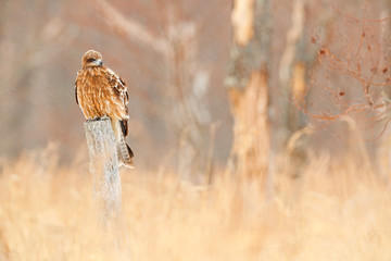 Black kite, Milvus migrans, sitting on metallic tube fence with snow winter.  Snowy day. Bird on the meadow. Japan Wildlife.