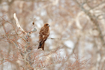 Black kite, Milvus migrans, sitting on metallic tube fence with snow winter.  Snowy day. Bird on the meadow. Japan Wildlife.