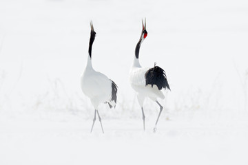 Dancing pair of Red-crowned crane with open wing in flight, with snow storm, Hokkaido, Japan. Bird...