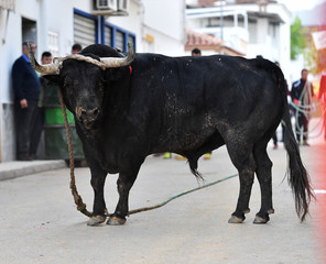 bull in spain
