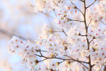 桜