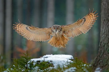 Tuinposter Uil Oehoe die op besneeuwde boomstronk landt in het bos. Vliegende oehoe met open vleugels in habitat met bomen, vogelvlieg. Actie winters tafereel uit de natuur, wildlige. Uil, grote spanwijdte. Herfst sneeuw bos.