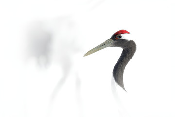 Art view on bird portrait. Red-crowned crane, Grus japonensis, head portrait with white and back plumage, winter scene, Hokkaido, Japan. High key photography. Head with crane in the white background.