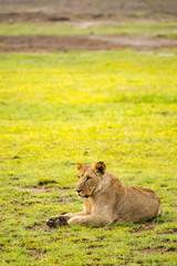 Lion lying in the grass gaggling mouth wide open in the savannah of Amboseli Park in Kenya