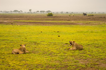 Two Lions lying in the grass gaggling mouth wide open in the savannah of Amboseli Park in Kenya