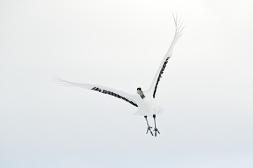 Flight of Red-crowned crane with open wing in fly, with snow storm, Hokkaido, Japan. Bird, winter scene with snow. Snow dance in nature. Wildlife scene from snowy nature. Snowy winter.