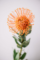 Exotic Nutan (Protea) flower on the grey background, close up view
