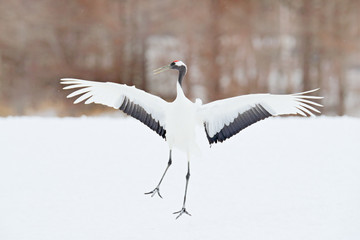 Dancing Red-crowned crane with open wing in flight, with snow storm, Hokkaido, Japan. Bird in fly, winter scene with snow. Snow dance in nature. Wildlife scene from snowy nature. Snowy winter.