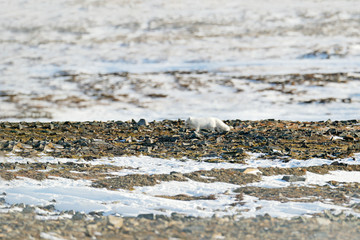 Polar fox in habitat, winter landscape, Svalbard, Norway. Beautiful animal in snow. Running fox. Wildlife action scene from nature, Vulpes lagopus, in the nature habitat. Hidden in habitat, snowy.